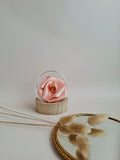 Rose éternelle globe en verre |Abricot